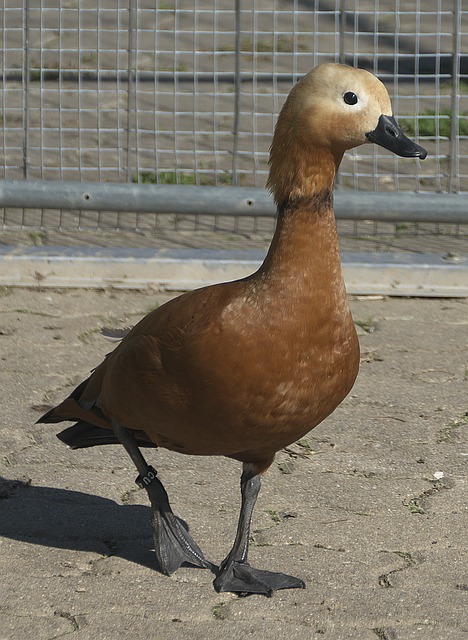 对霸气