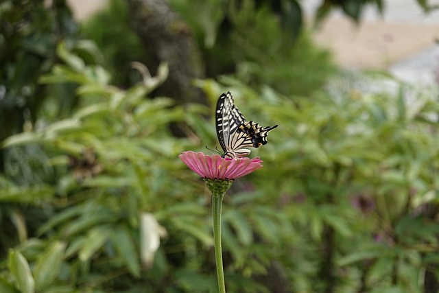 显示了罗马